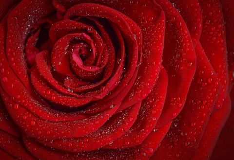 Wallpaper Red Rose