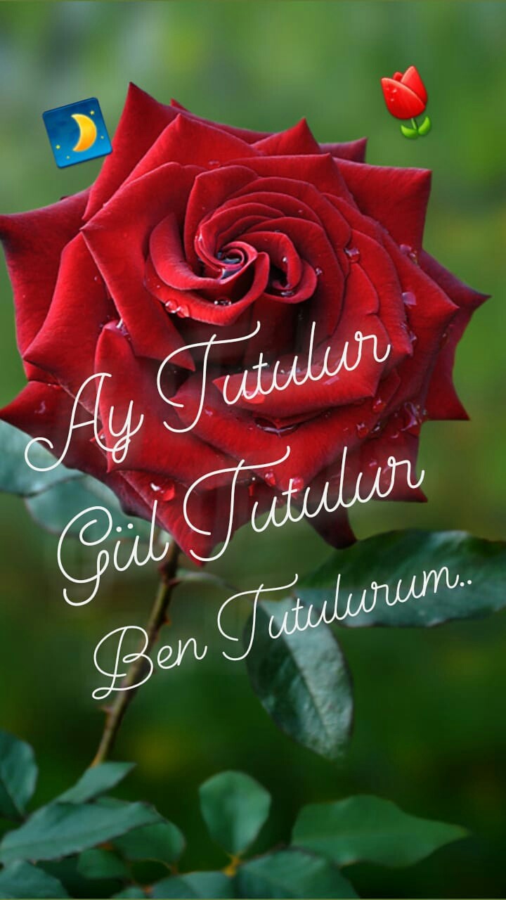 Gül Ve Aşk...