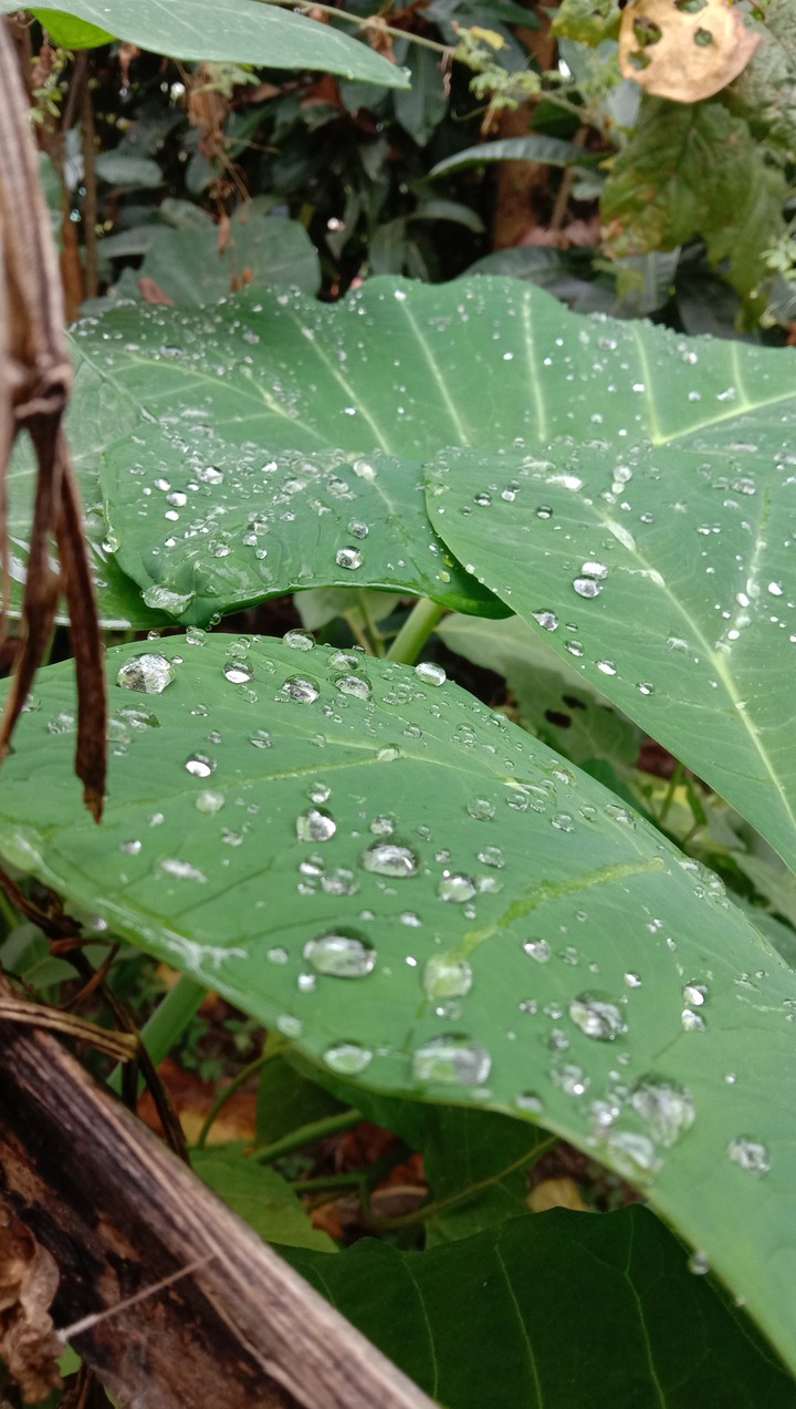 Dewdrops on leaf