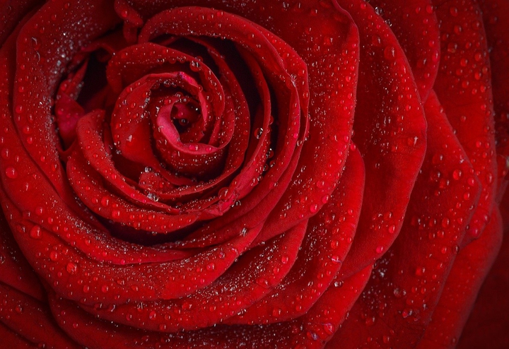 Wallpaper Red Rose