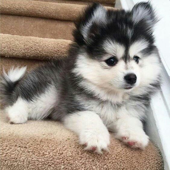 Baby siberan
