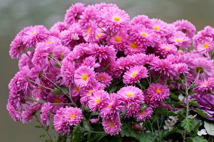 Chrysanthemums Pink Bouquet