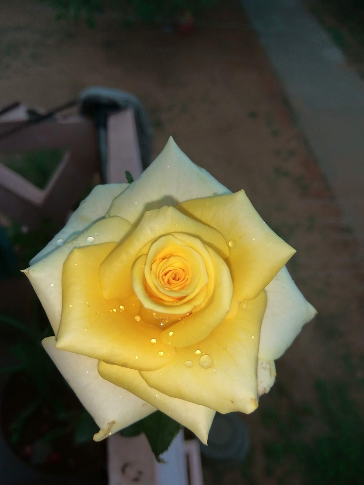 yello rose