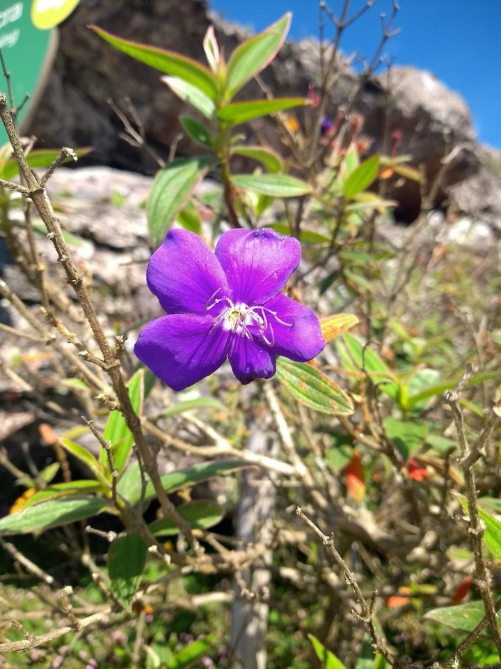 Purple Flower