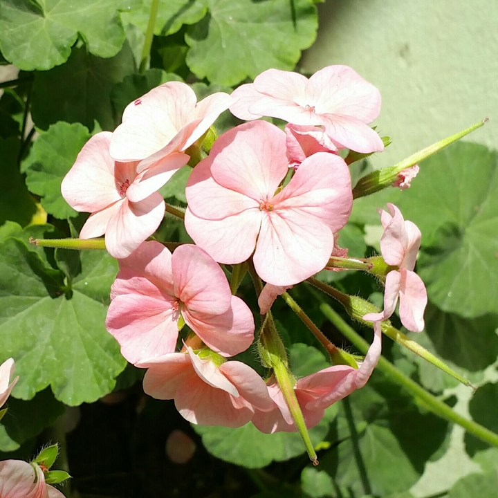 Flower blossom