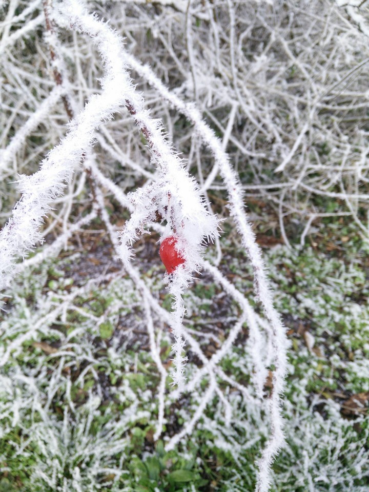 frosted rose hub
