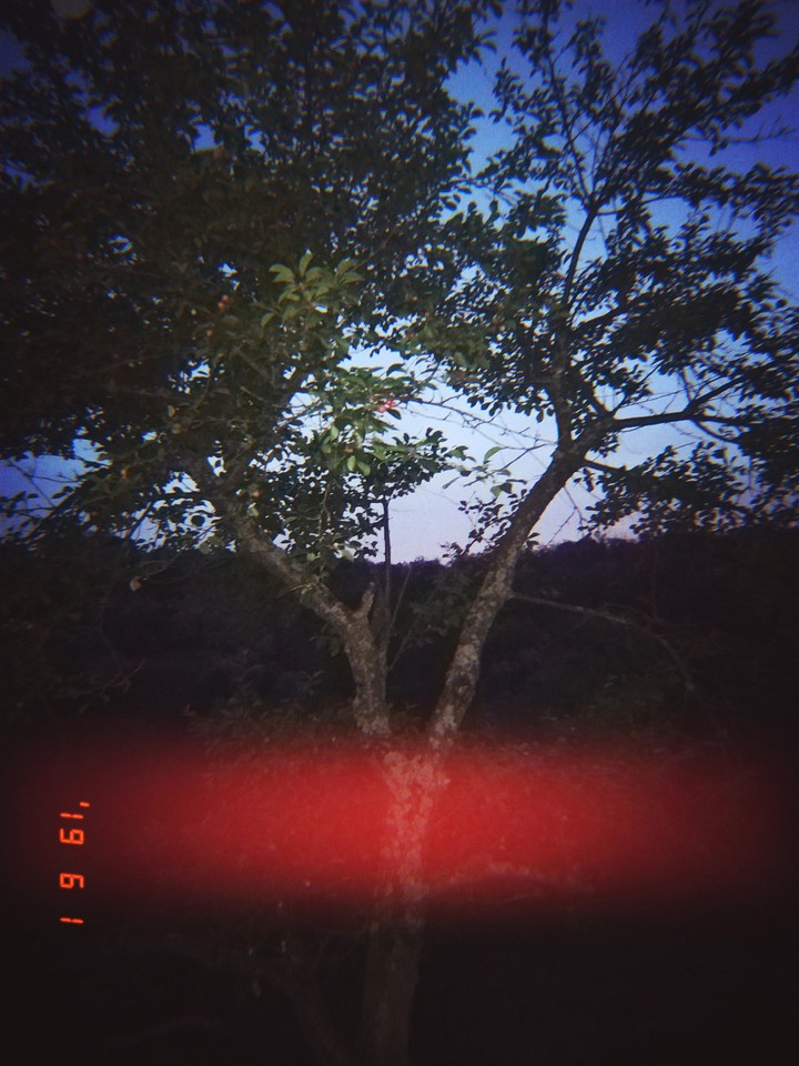 tree