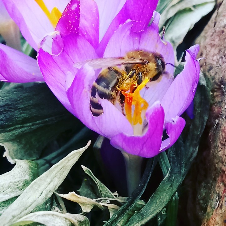 beautiful spring