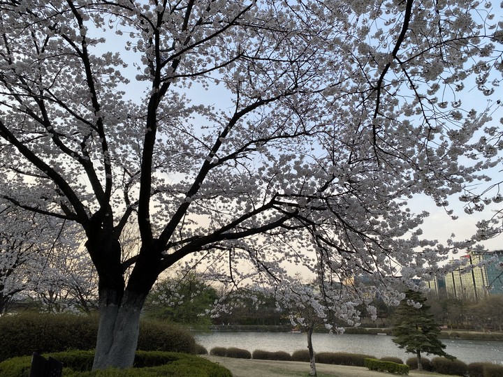 lake & flower