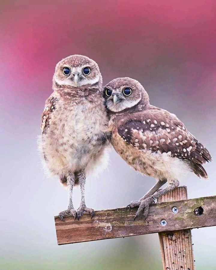 Owls