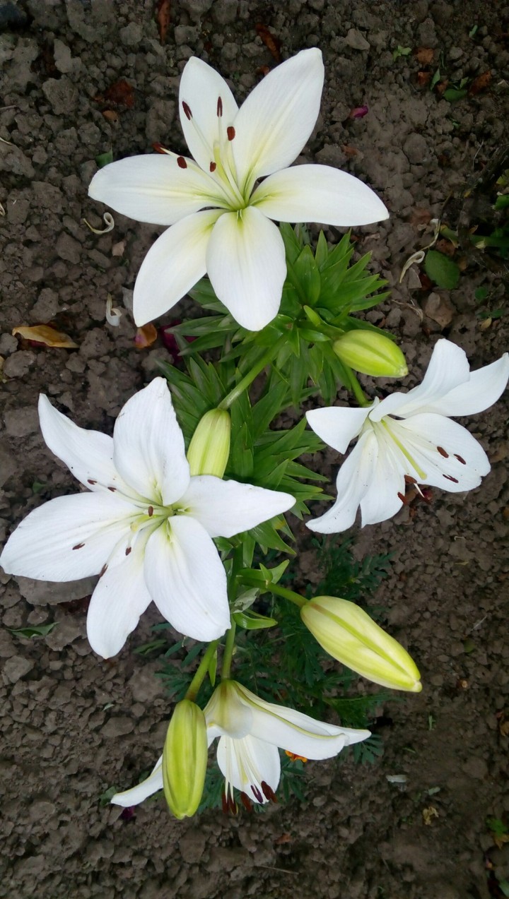 лілія