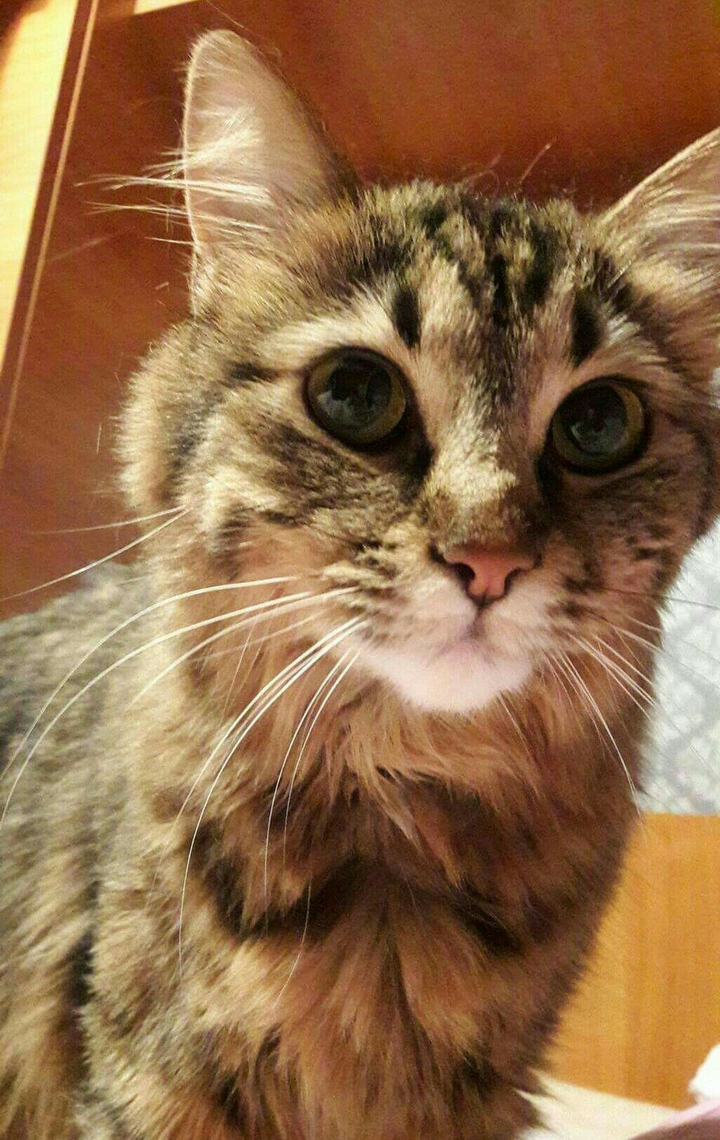 cat