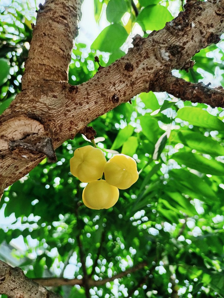 fruit