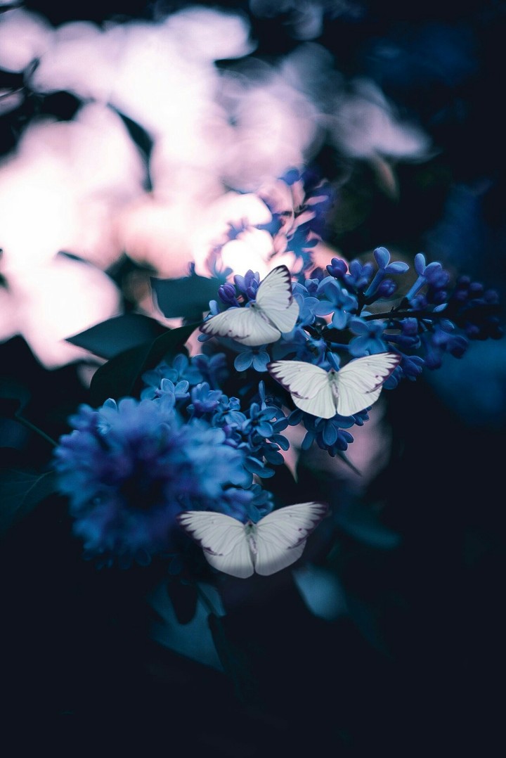 butterfly with flowers