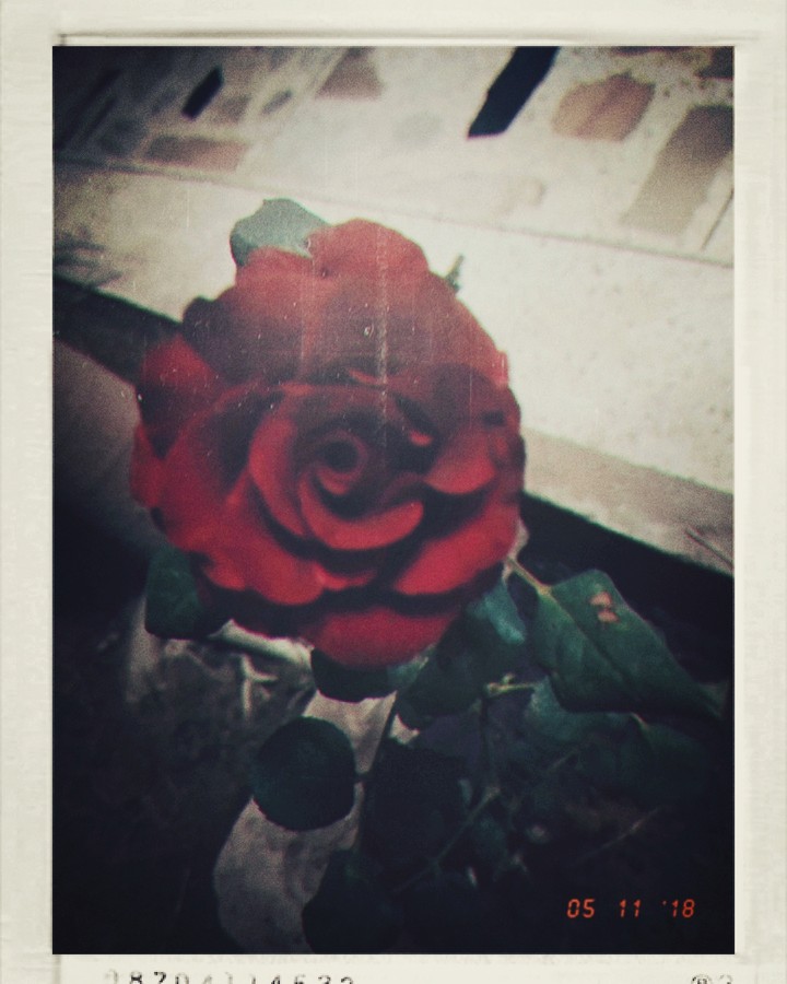 another red rose