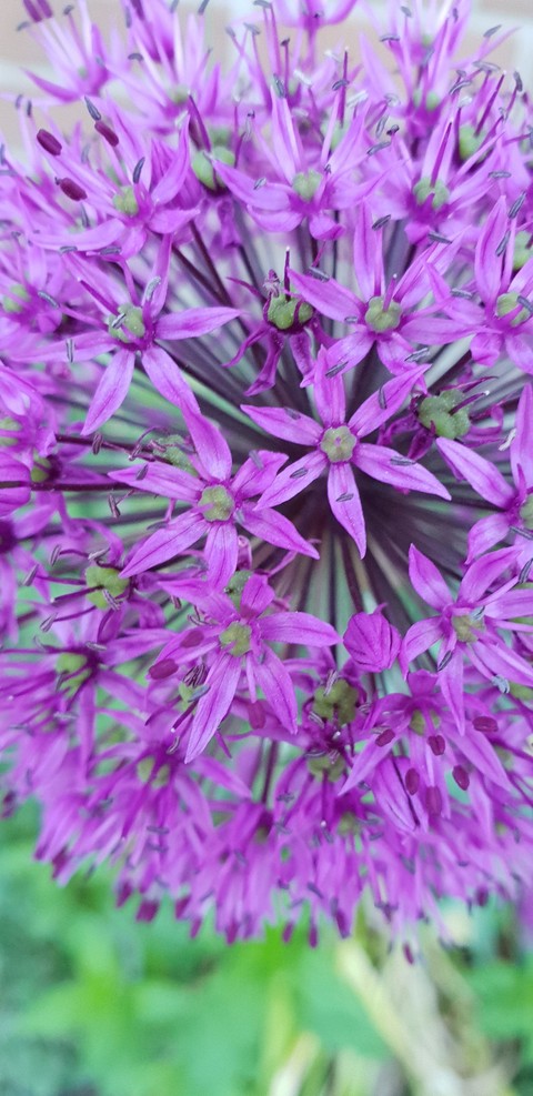 blomma