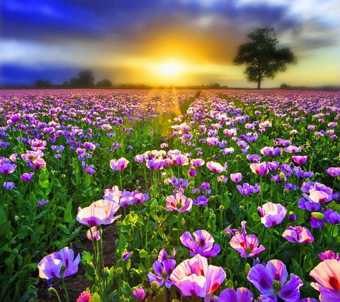 Garden and The Sun