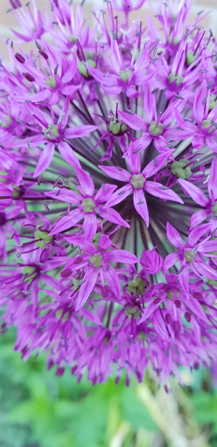 blomma