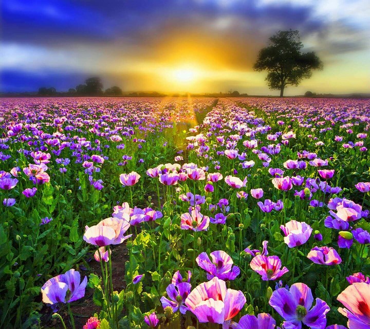 Garden and The Sun