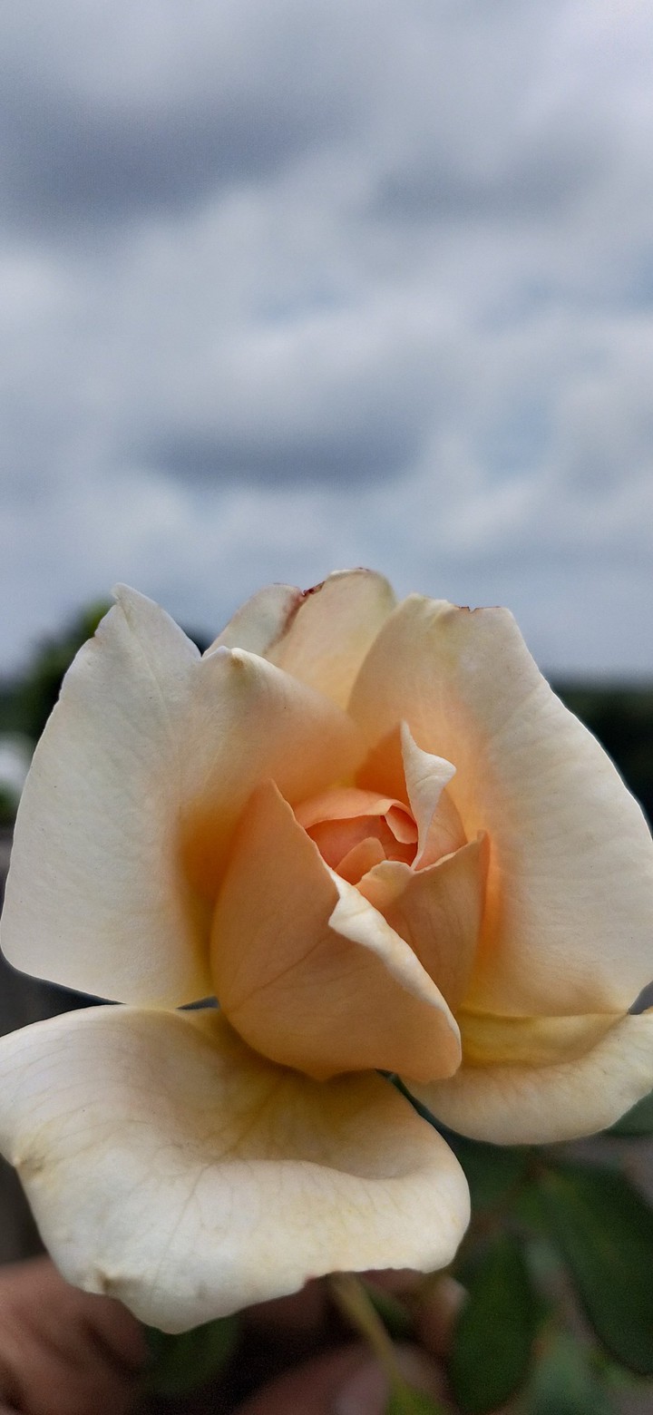 White Beauty.