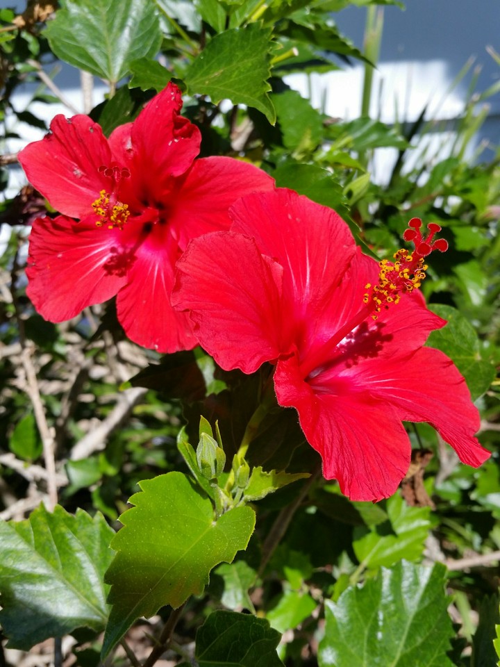 two red flowers