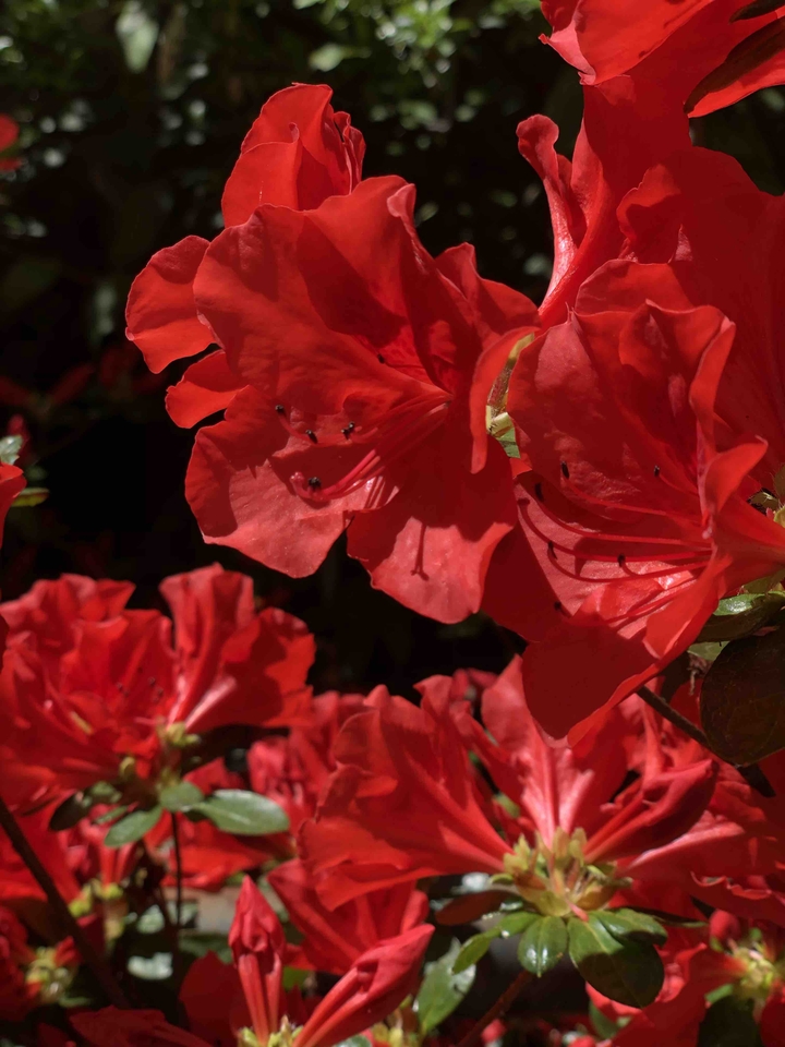 Azalea