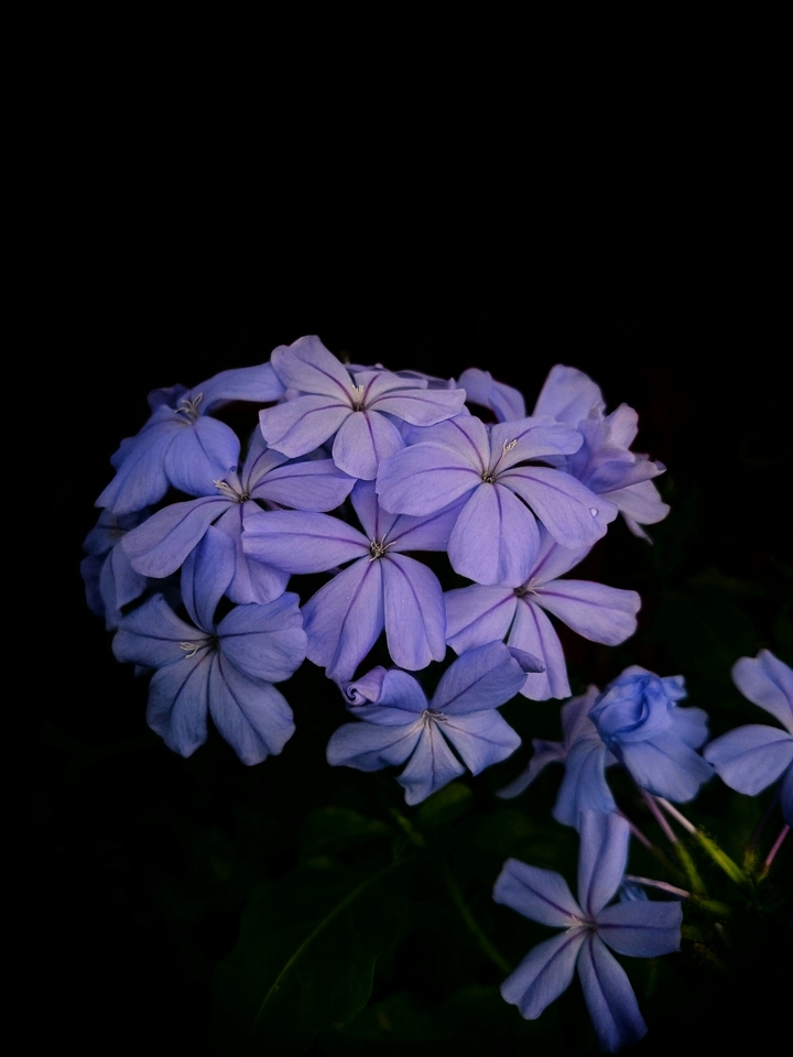 Flowers purple