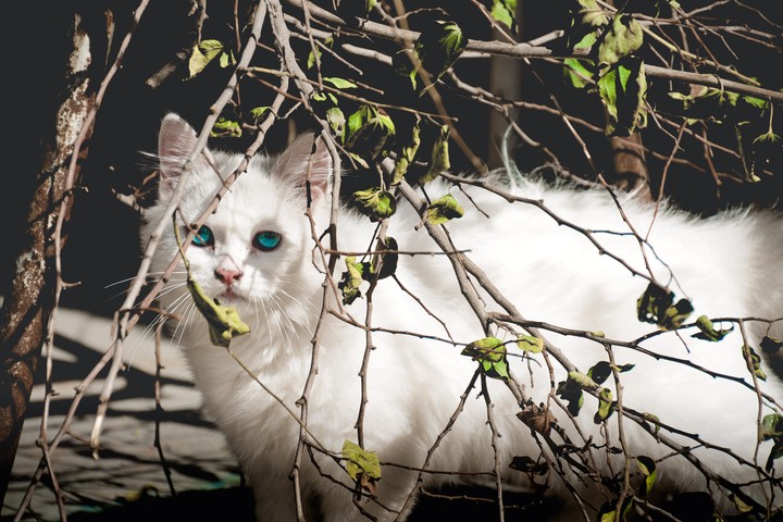 cat