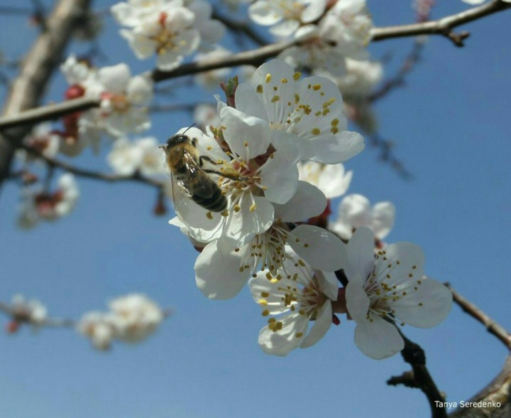 Bee and spring