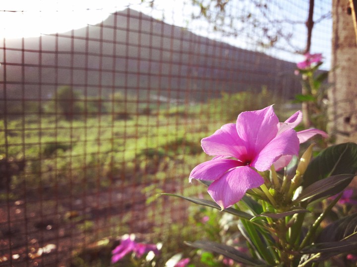 Flower