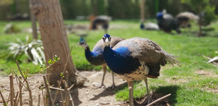 PEACOCK