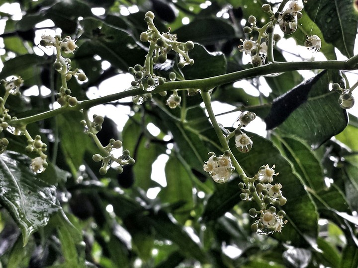 plant