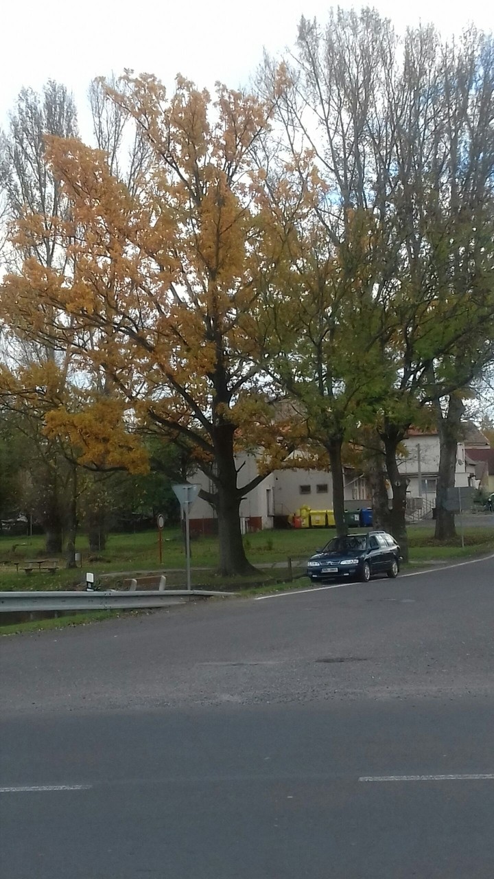 Trees
