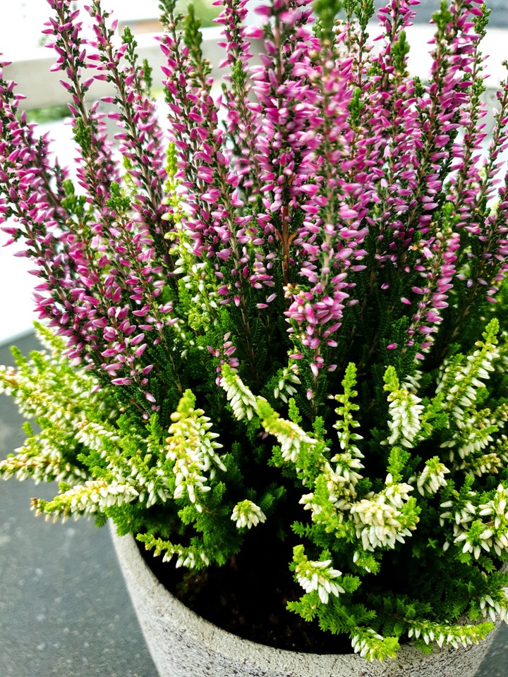 herbstblumen