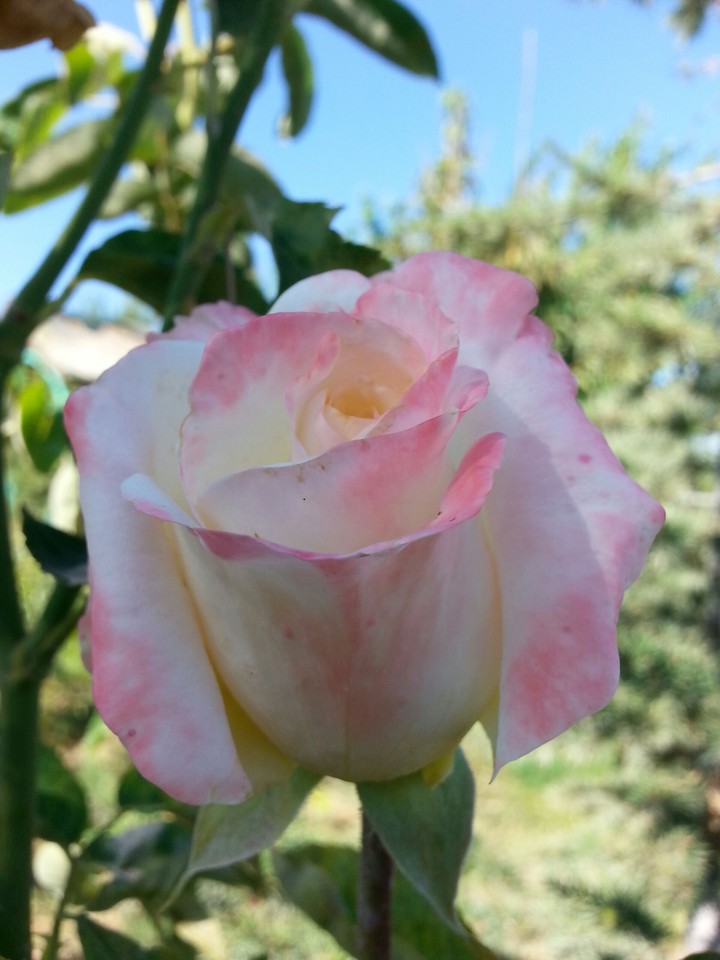 Pembe gül