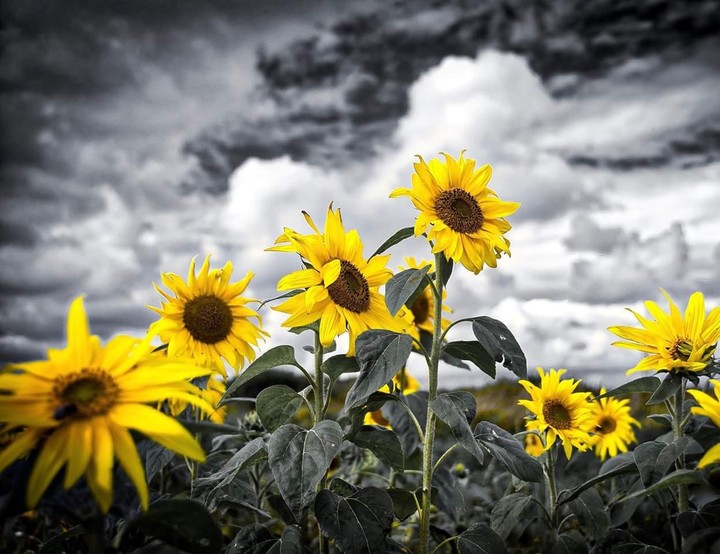 Sunflower