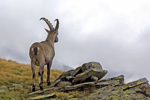 ταπετσαρίες mammal, vertebrate