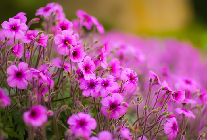 pink flowers