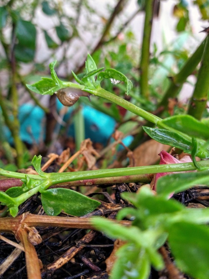 caracol luego de la lluvia Chile