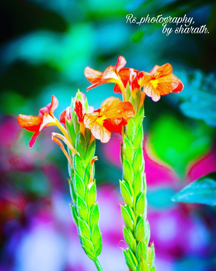 Rs_photography, by sharath.