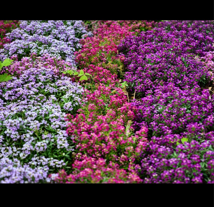 Colours