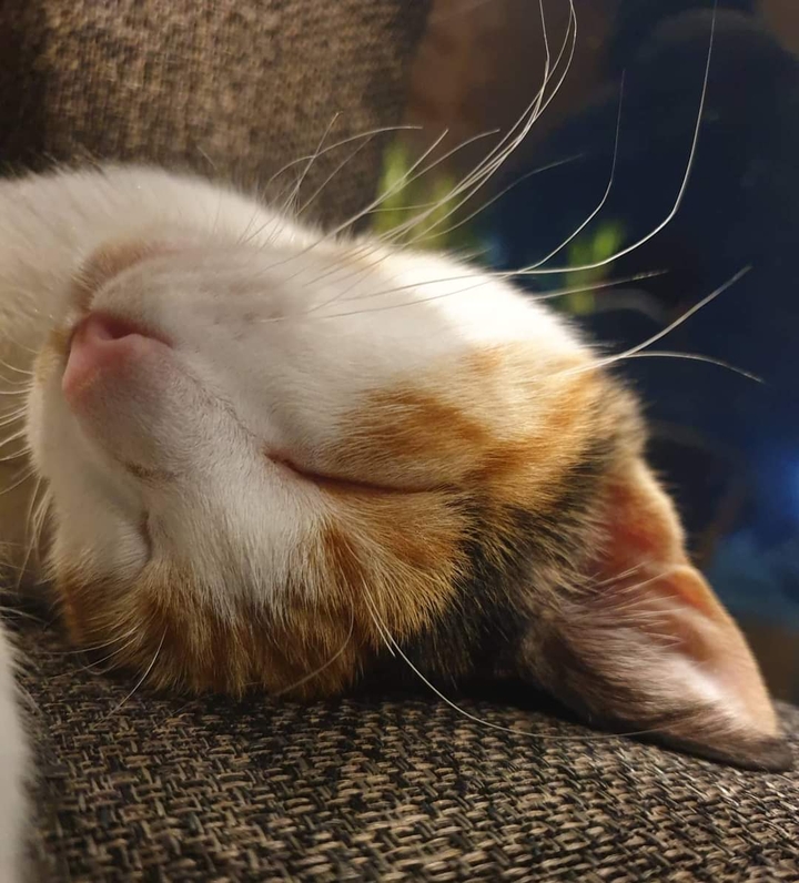 Sleeping cat