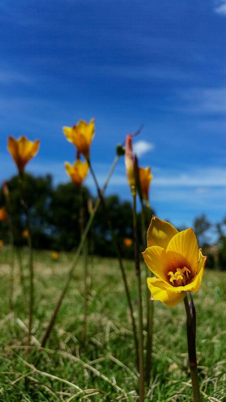 flowers