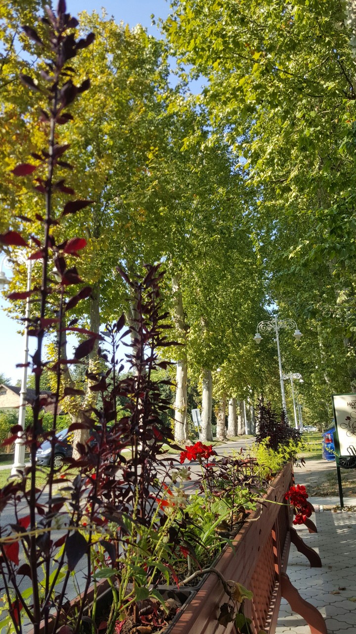 Palic street