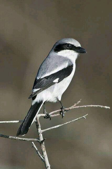 black and white but beautiful