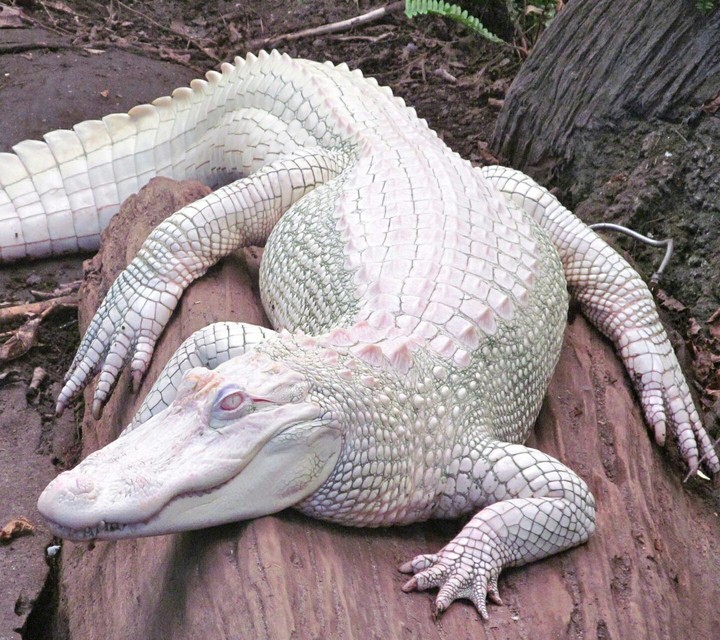 Albino Alligator