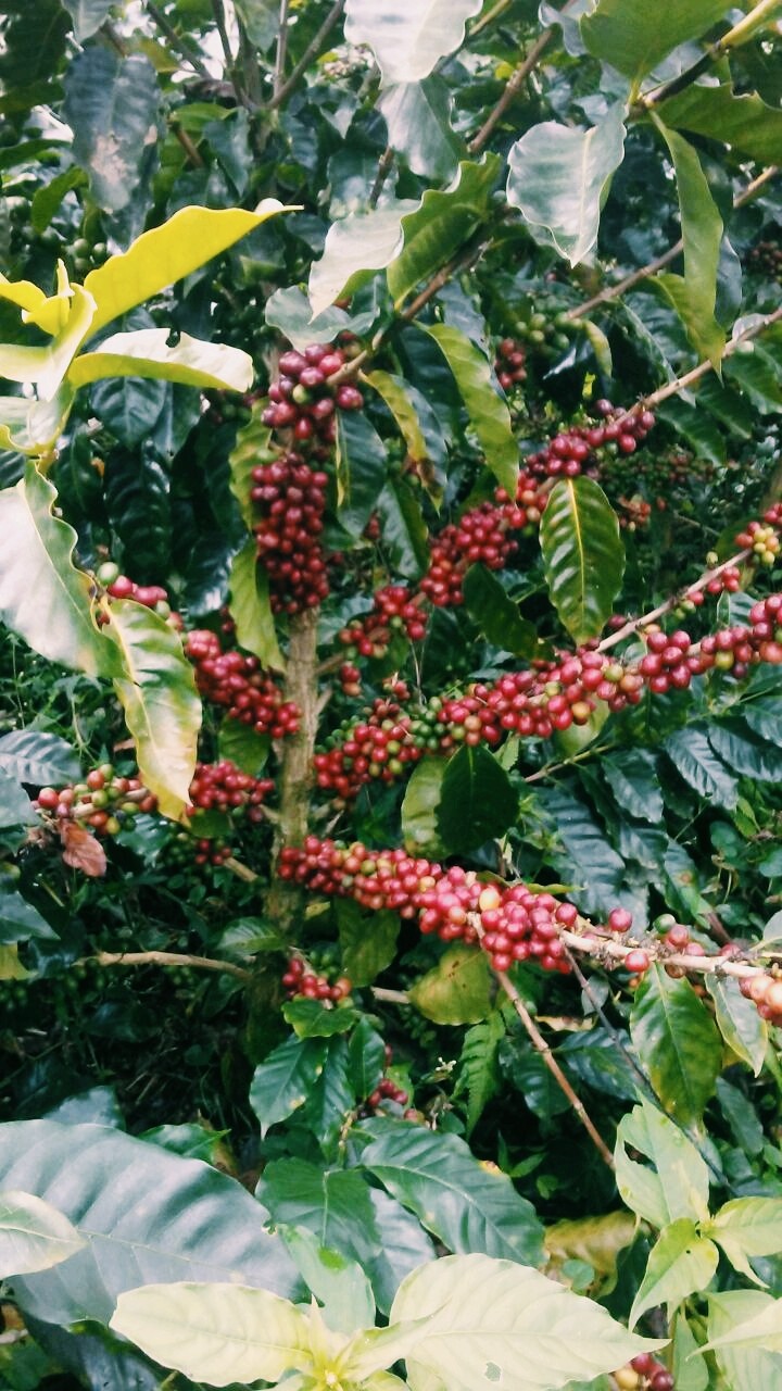 Palo de cafe