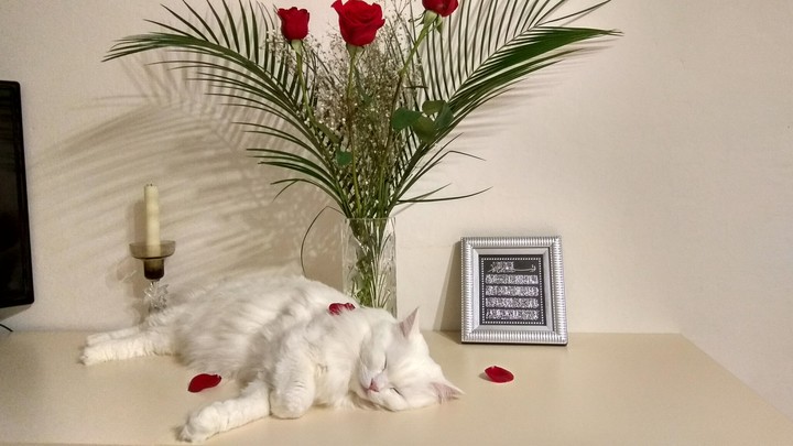 котя❤️