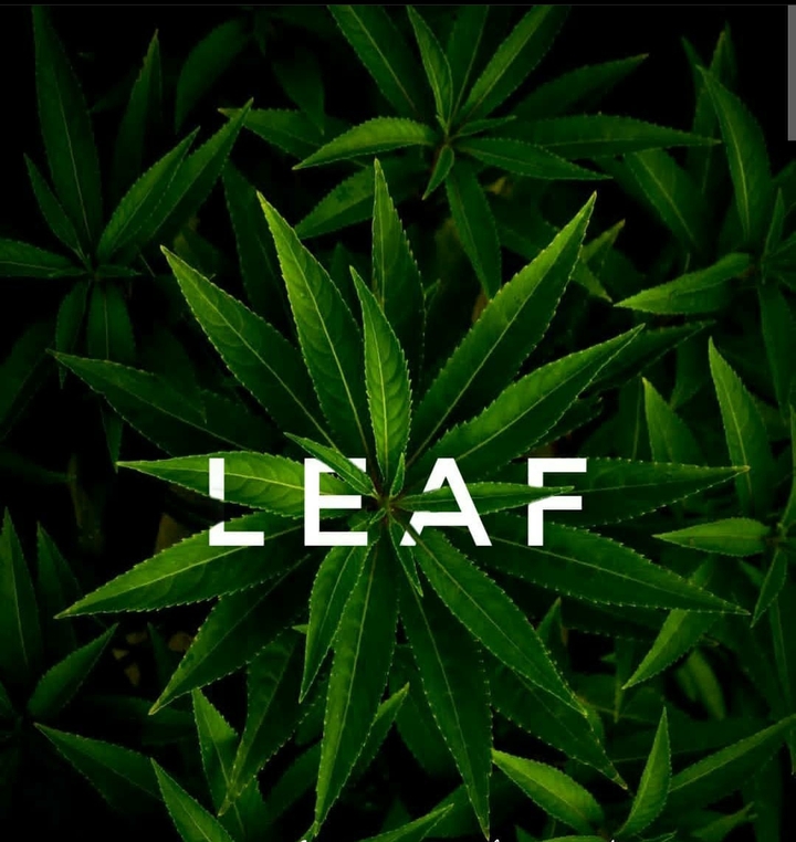 leaf