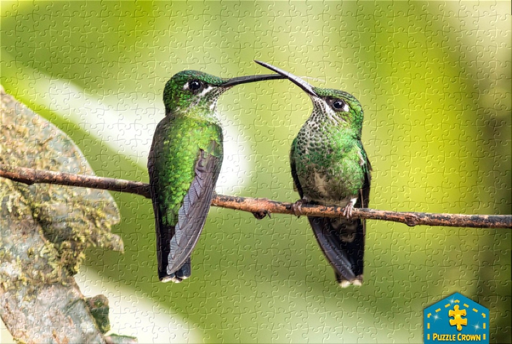 pajaritos